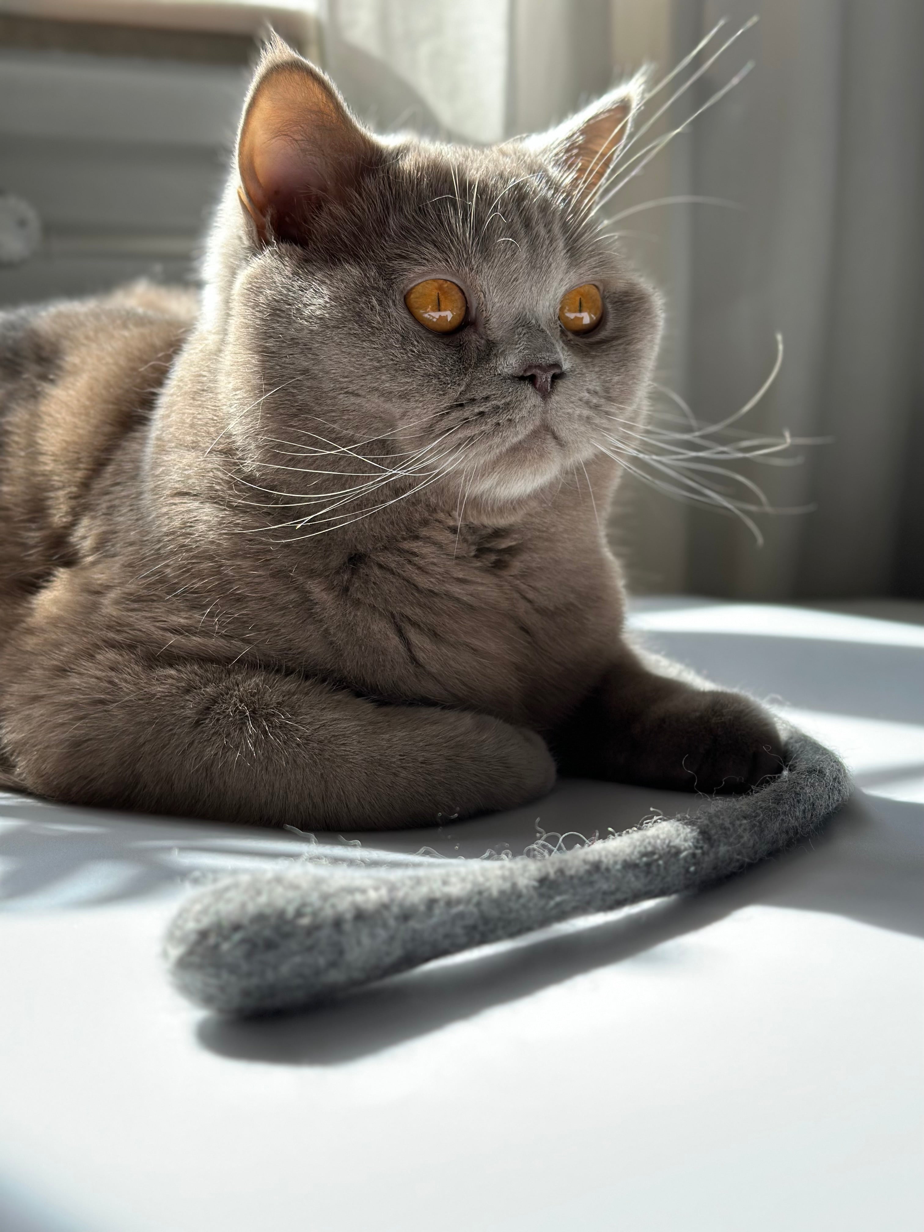 kater-kasimir-handgerollte-filzschlange-katzenspielzeug-t-rkis image 4
