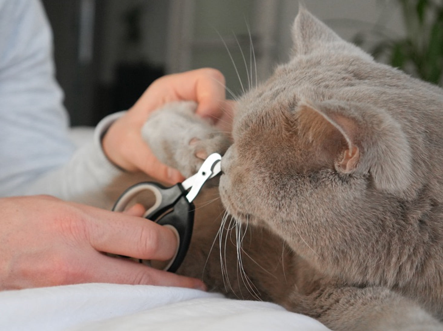 leo-l-wenkatz-krallenschere-f-r-katzen-edelstahl image 7