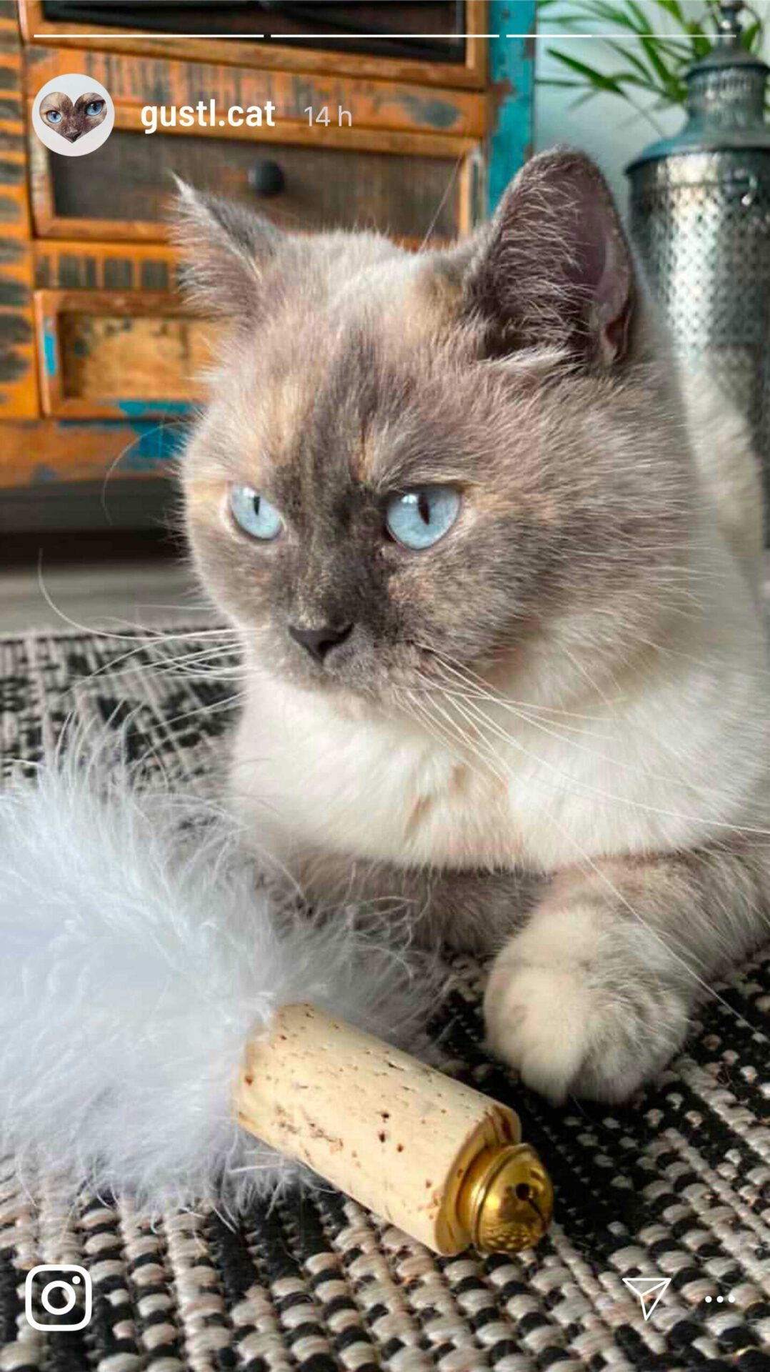 kater-kasimir-federball-katzenspielzeug-mit-naturkork-und-gl-ckchen image 2