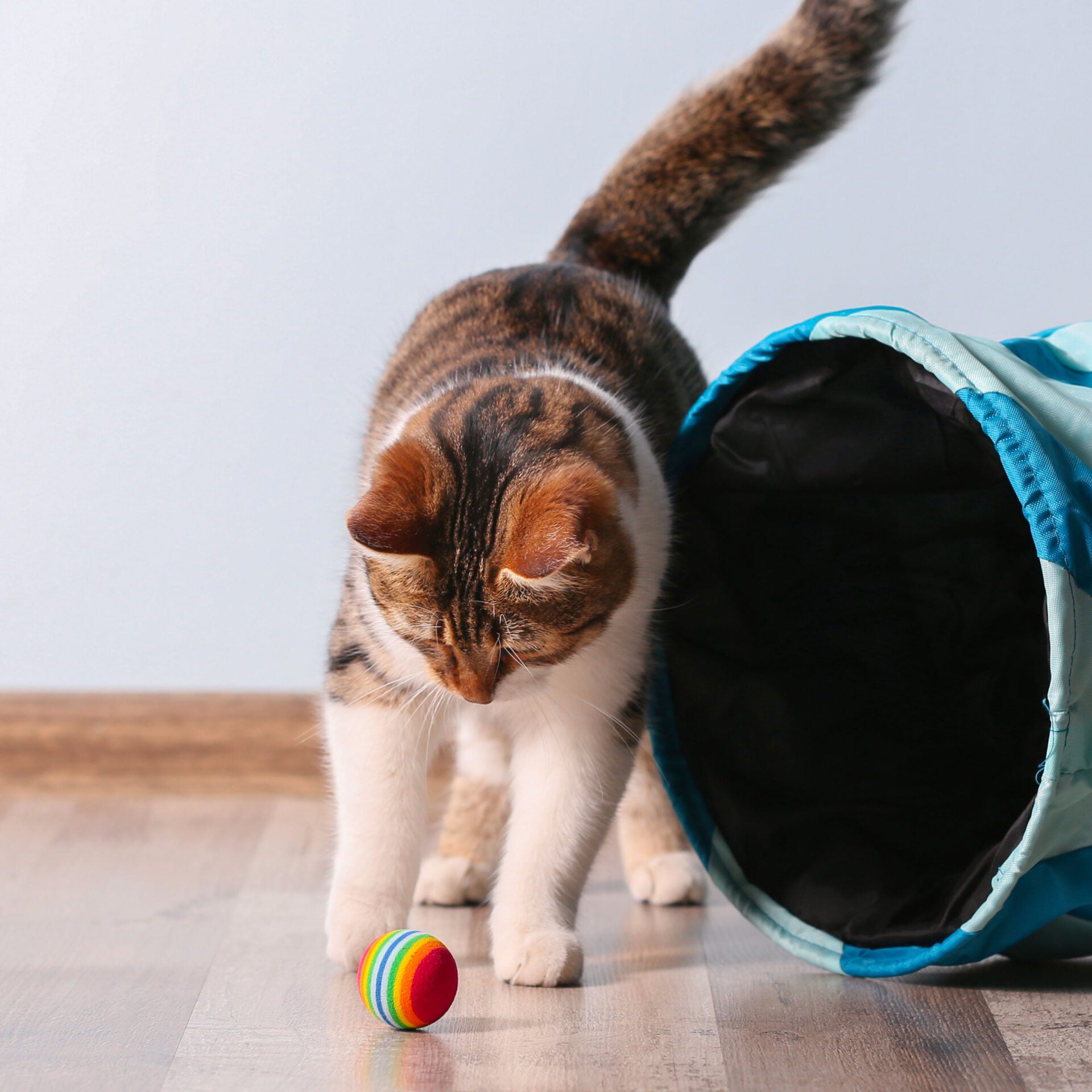kater-kasimir-premium-paket-katzenspielzeug-set-7-teilig image 7