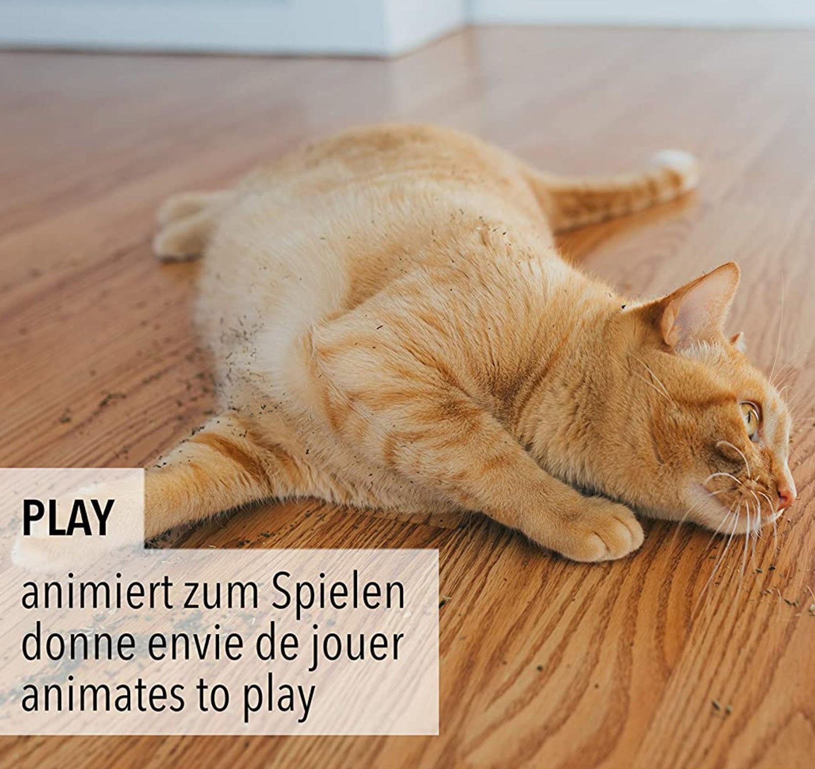 kater-kasimir-katzenminze-catnip-60g-xxl-100-bl-tter-und-bl-ten image 5