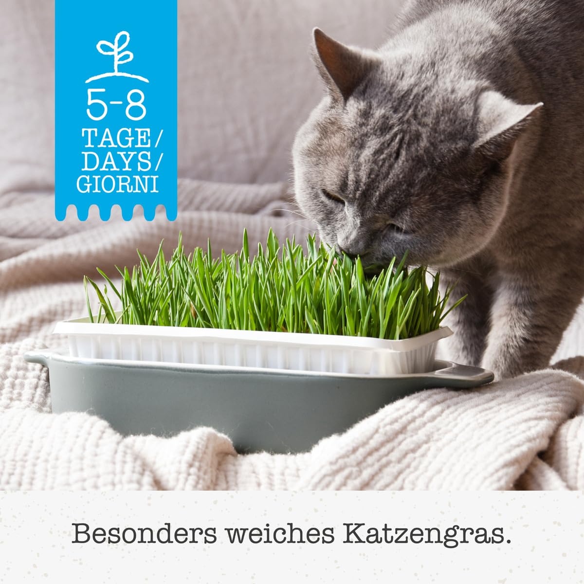 gimcat-soft-gras-katzengras-schale-100-g image 2