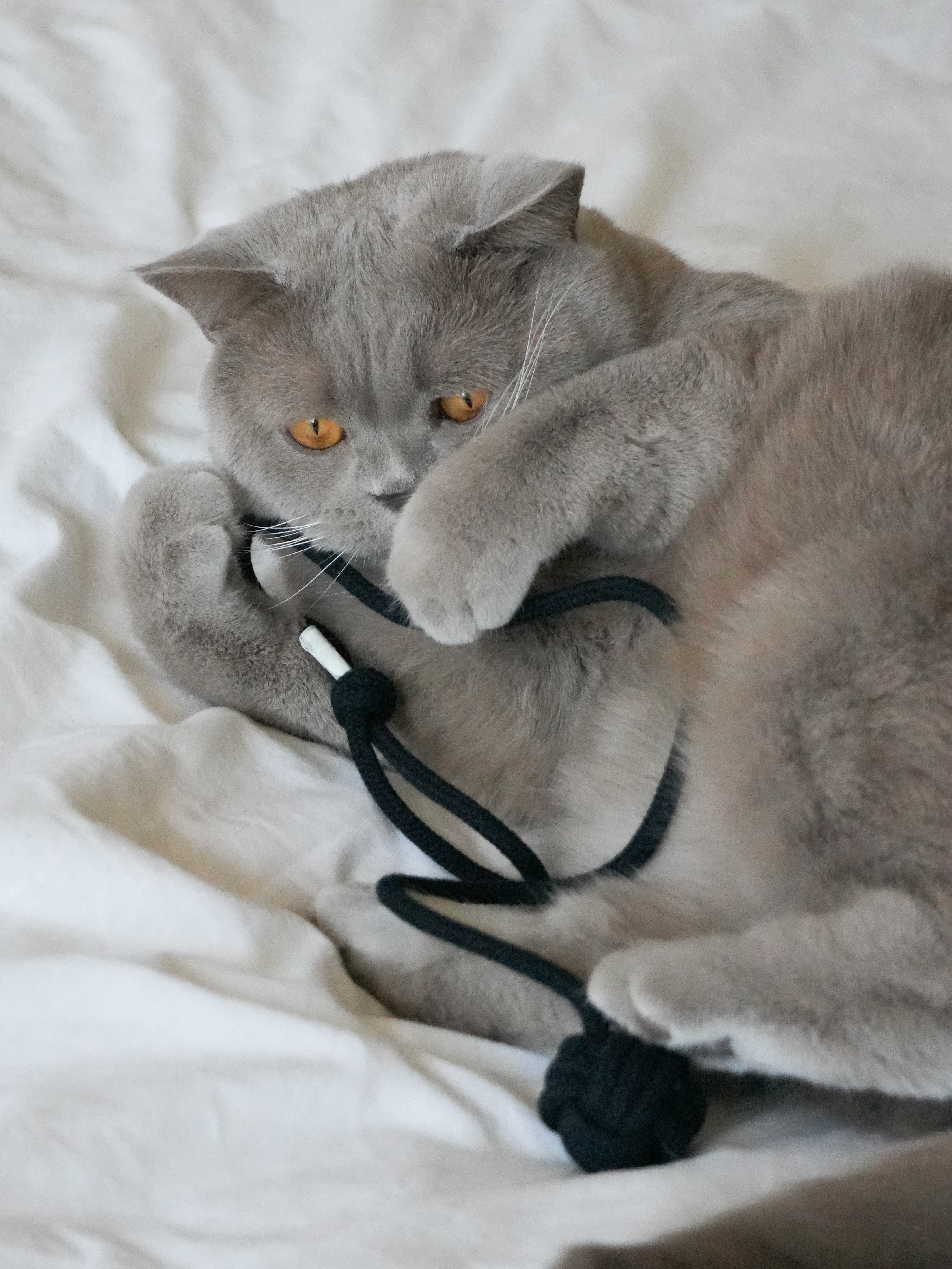kater-kasimir-affenfaust-2er-set-gef-llte-baumwoll-knoten-mit-katzenminze-matata image 2