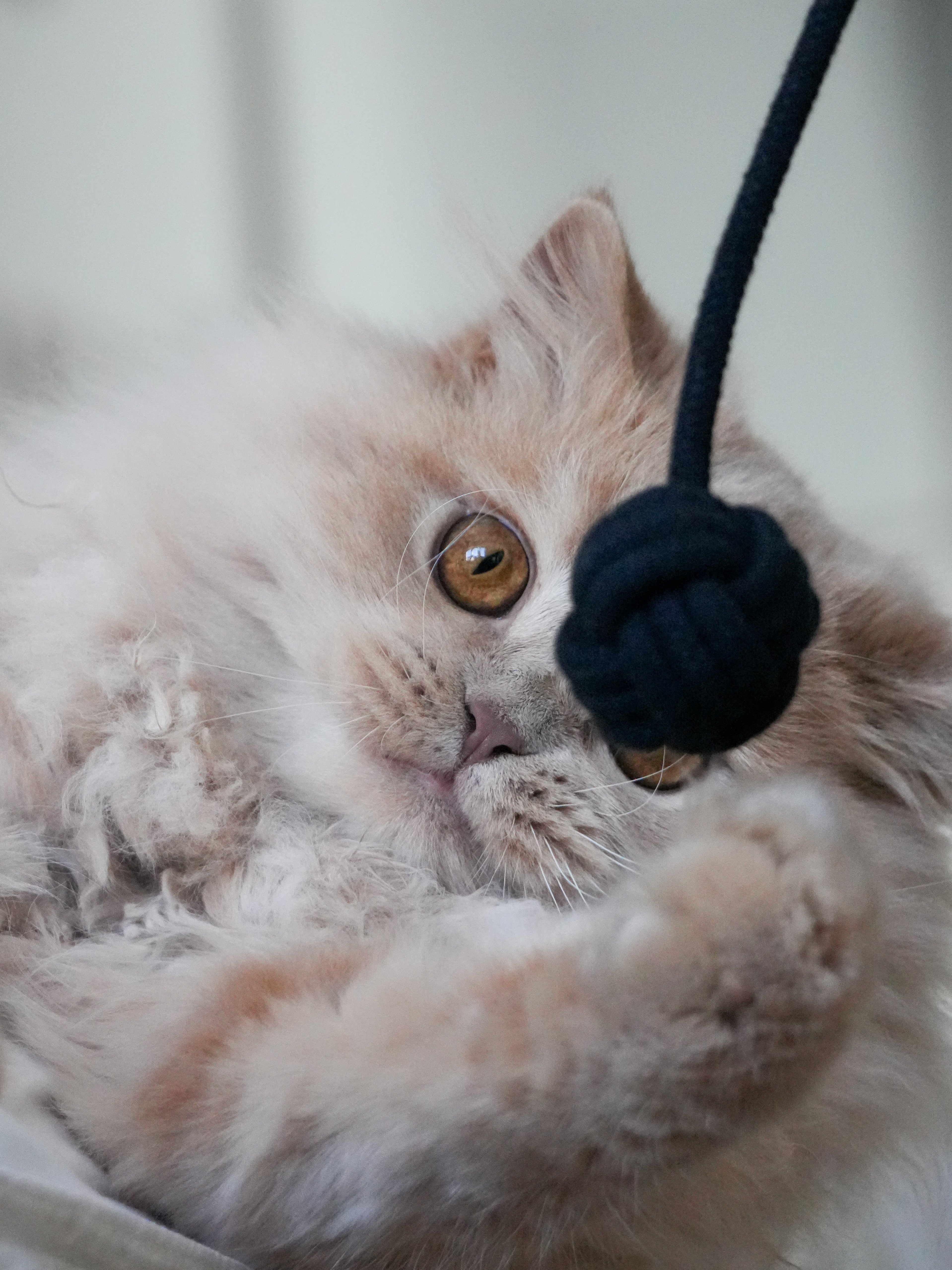 kater-kasimir-affenfaust-2er-set-gef-llte-baumwoll-knoten-mit-katzenminze-matata image 8
