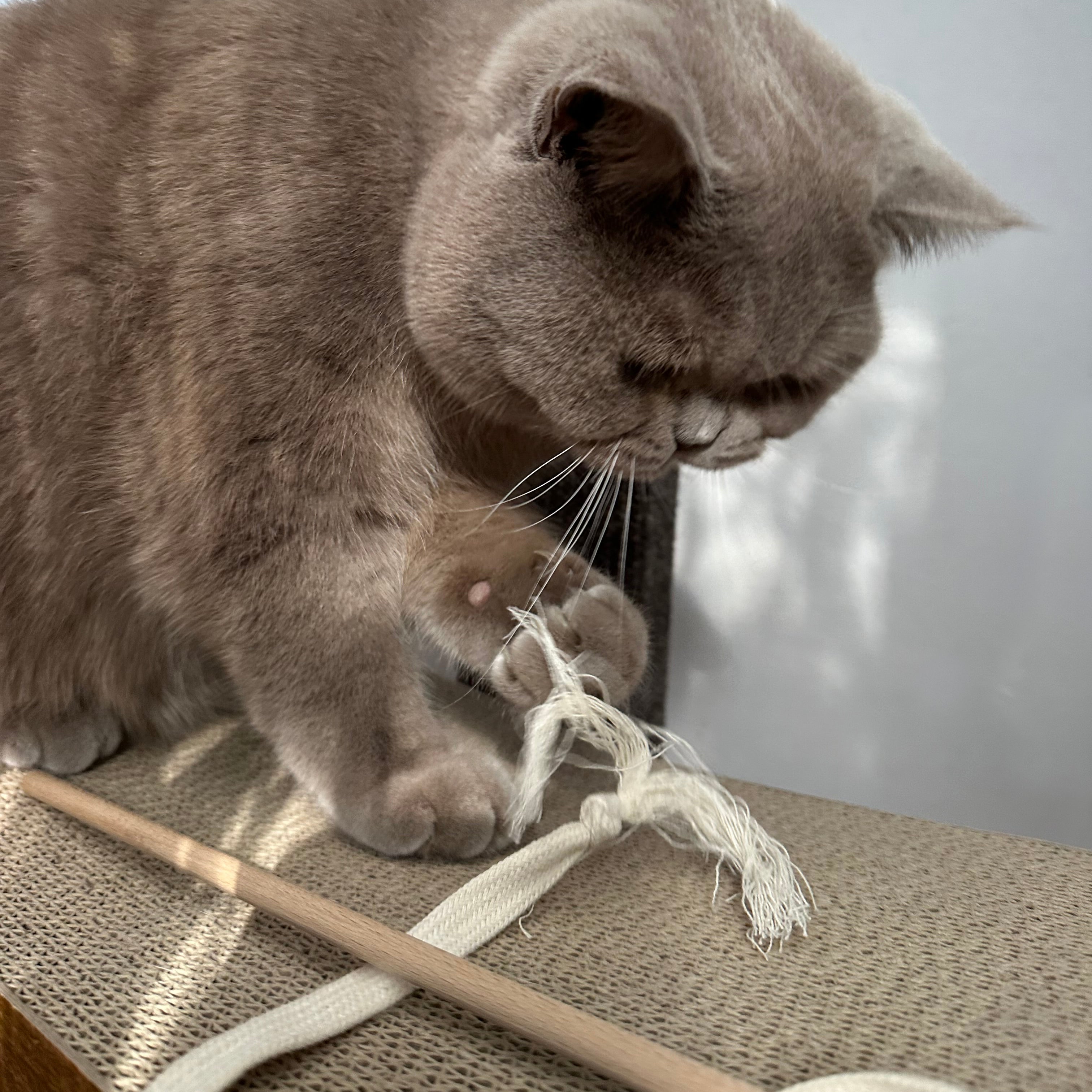 kater-kasimir-rangelangel-beige image 2