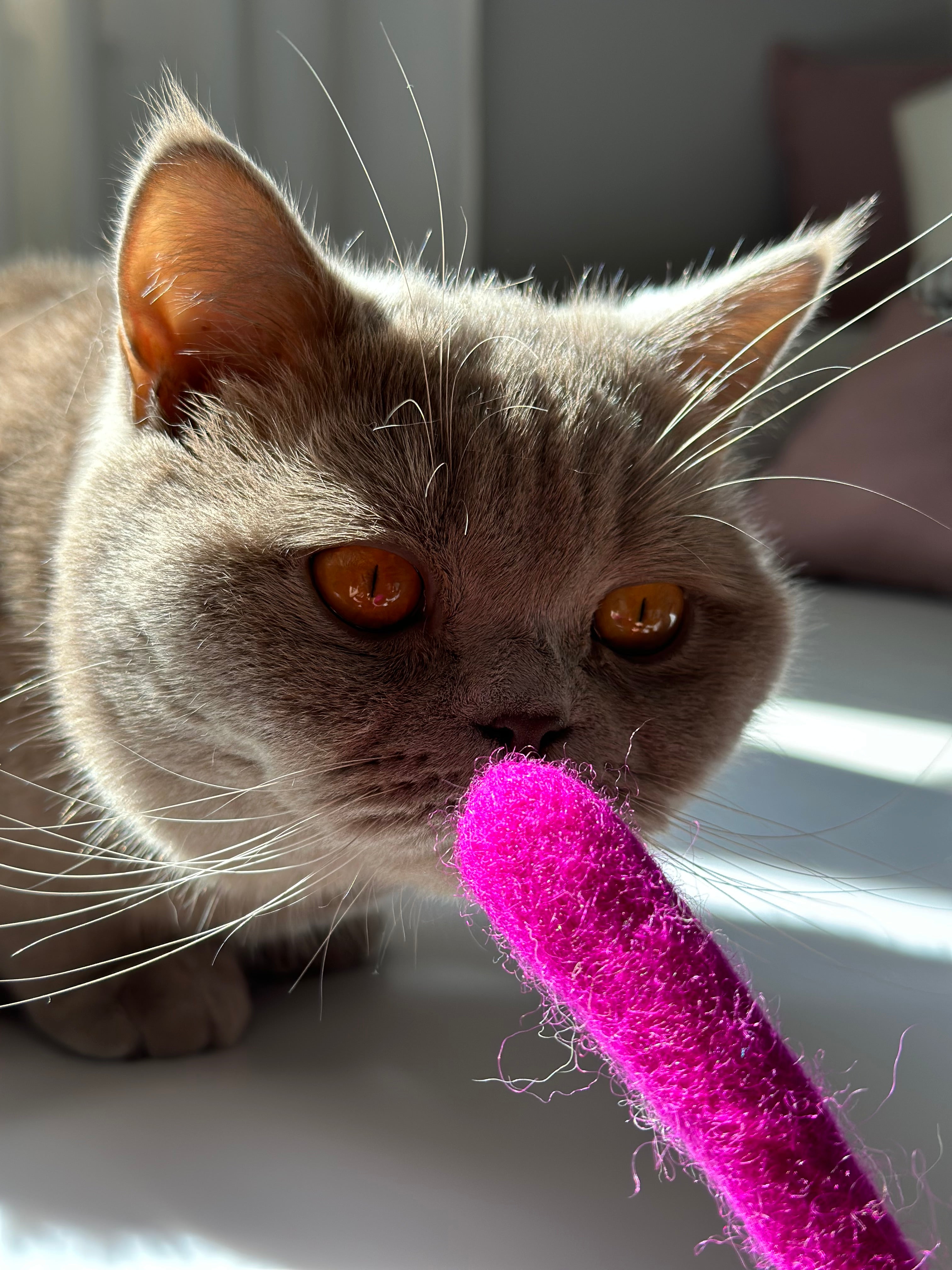 kater-kasimir-filzschlange-handgerollt-pink-aus-schafwolle image 2