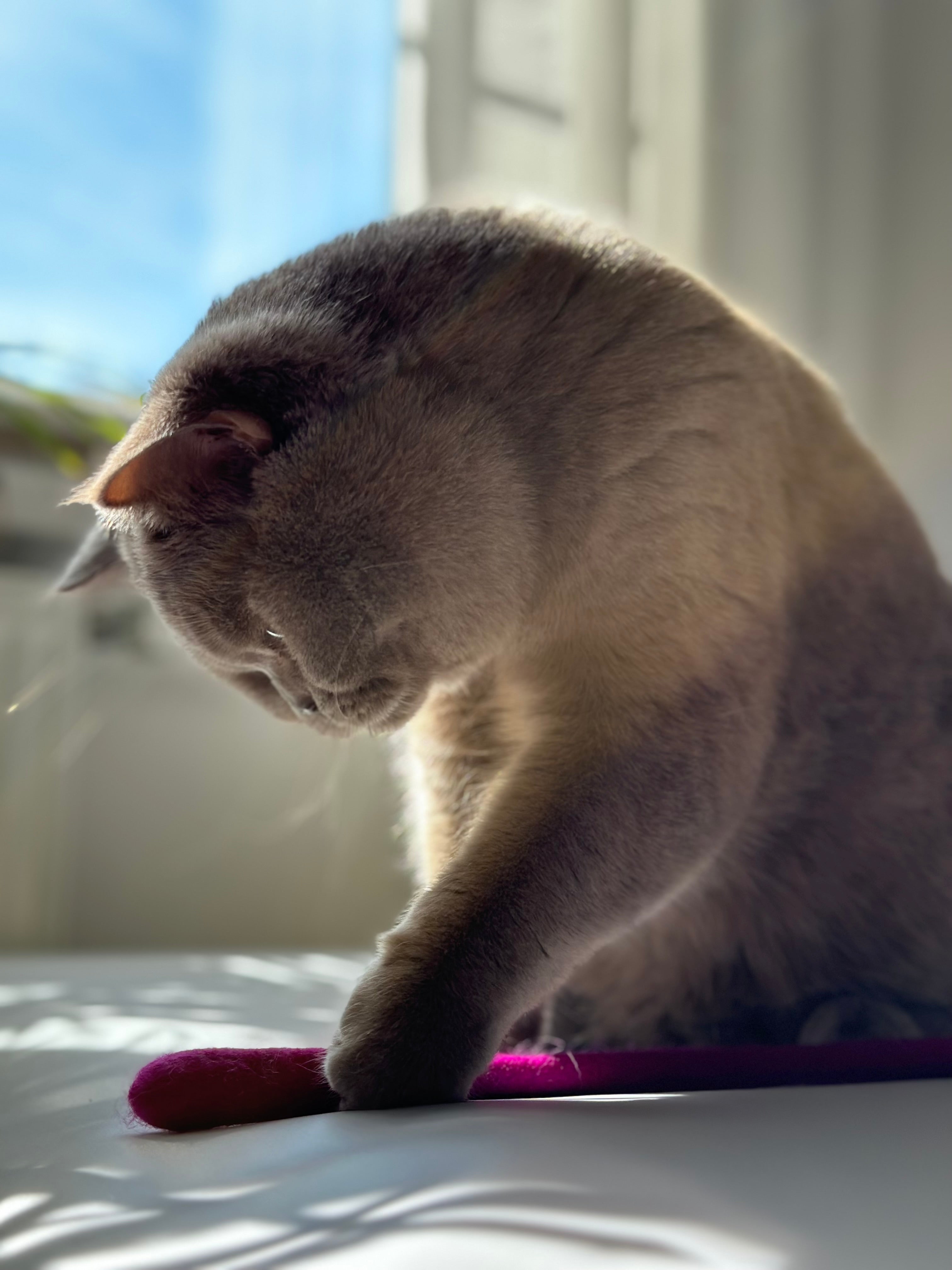 kater-kasimir-filzschlange-handgerollt-pink-aus-schafwolle image 4