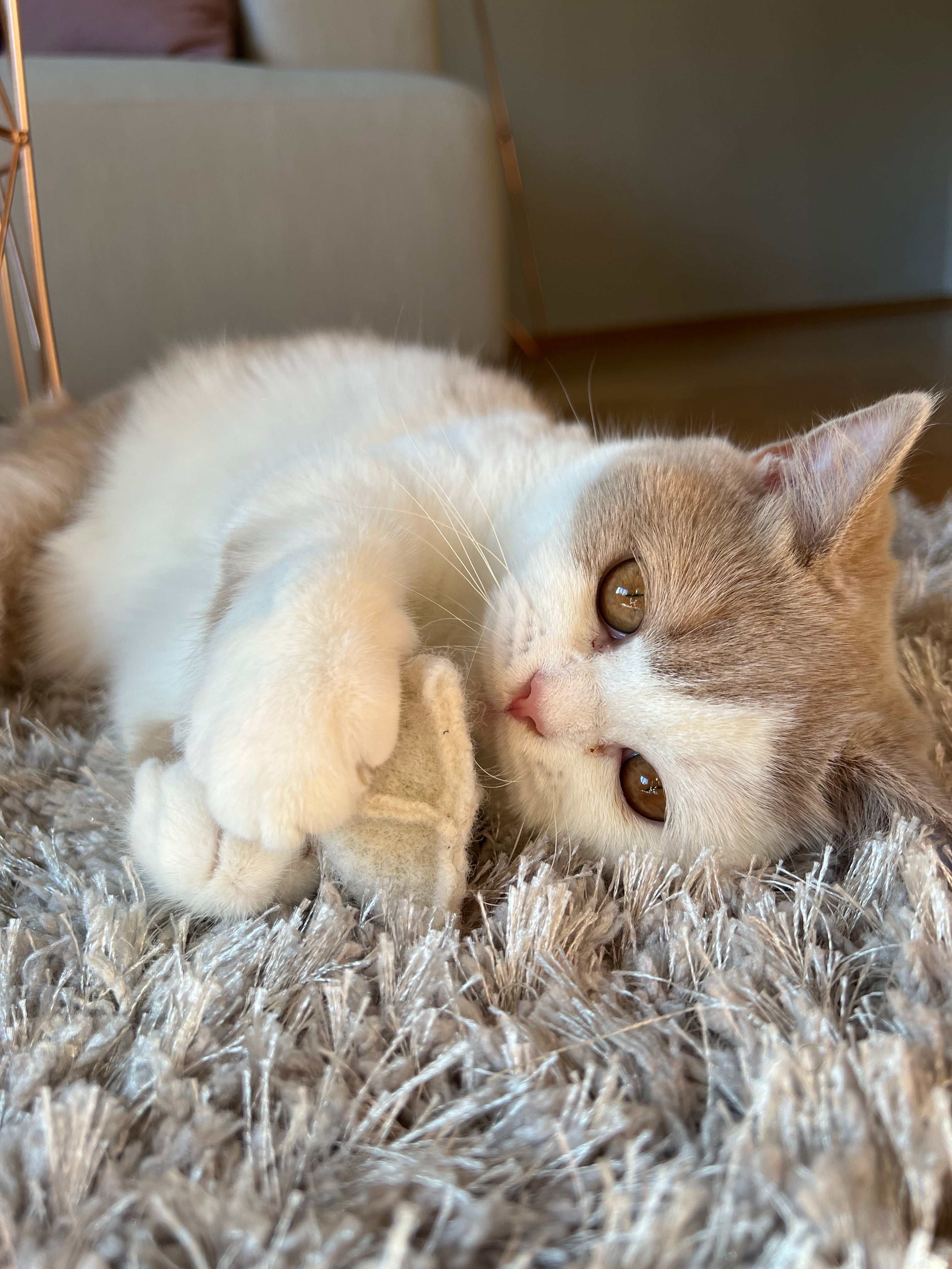 kater-kasimir-premium-paket-katzenspielzeug-set-7-teilig image 3