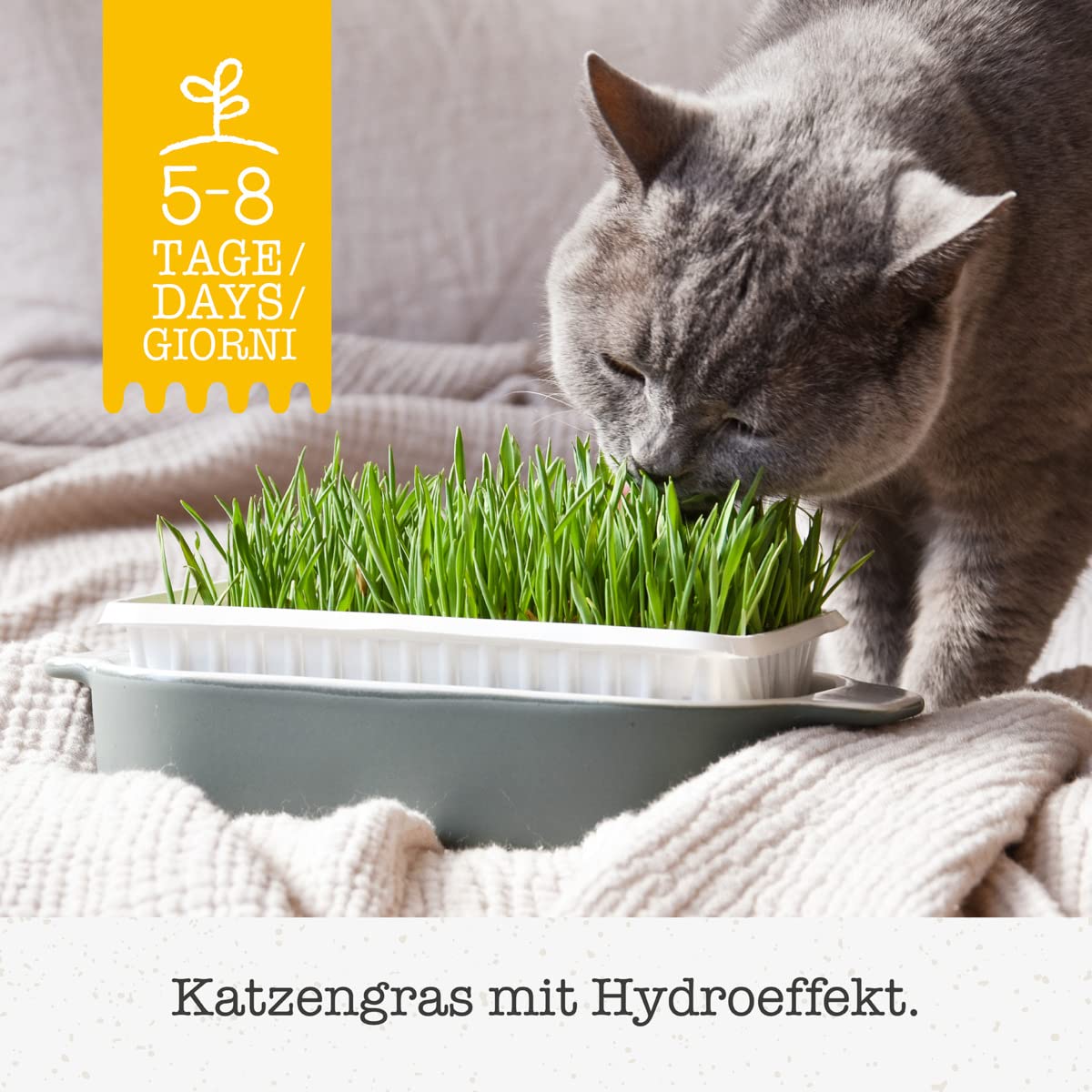 gimcat-hydro-gras-katzengras-schale-150-g image 2
