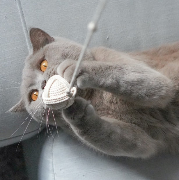 kater-kasimir-wollkn-uel-2-katzenb-lle-aus-baumwolle image 4