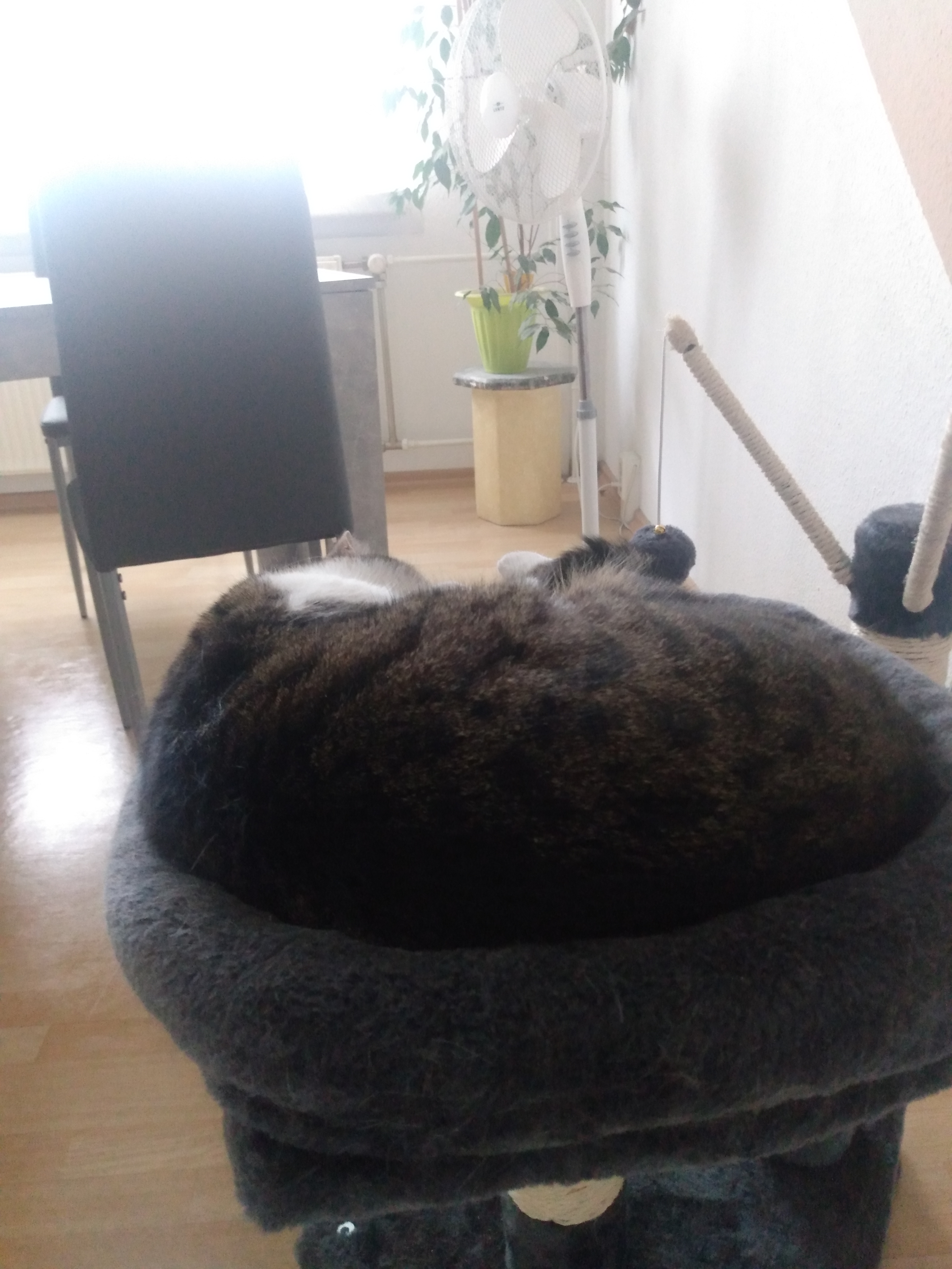 Klumpt super und riecht frisch