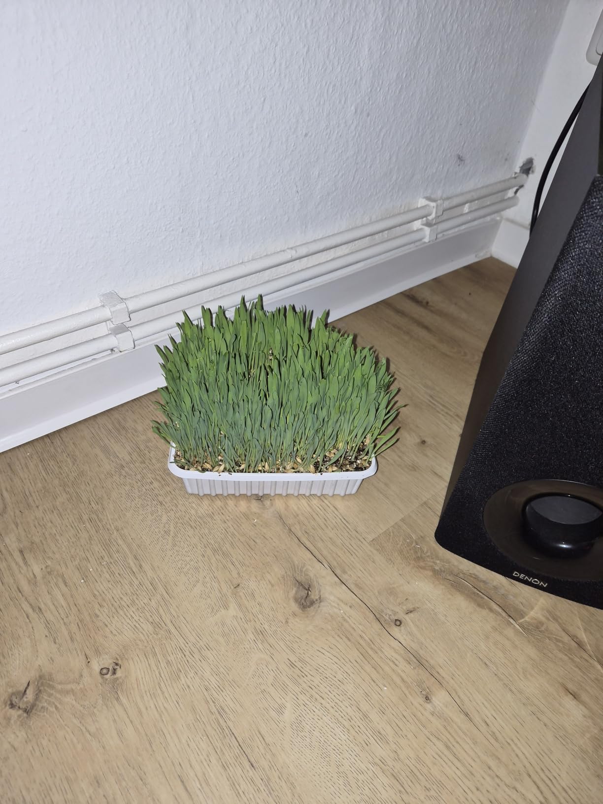 Gras gut, Schale etwas klein