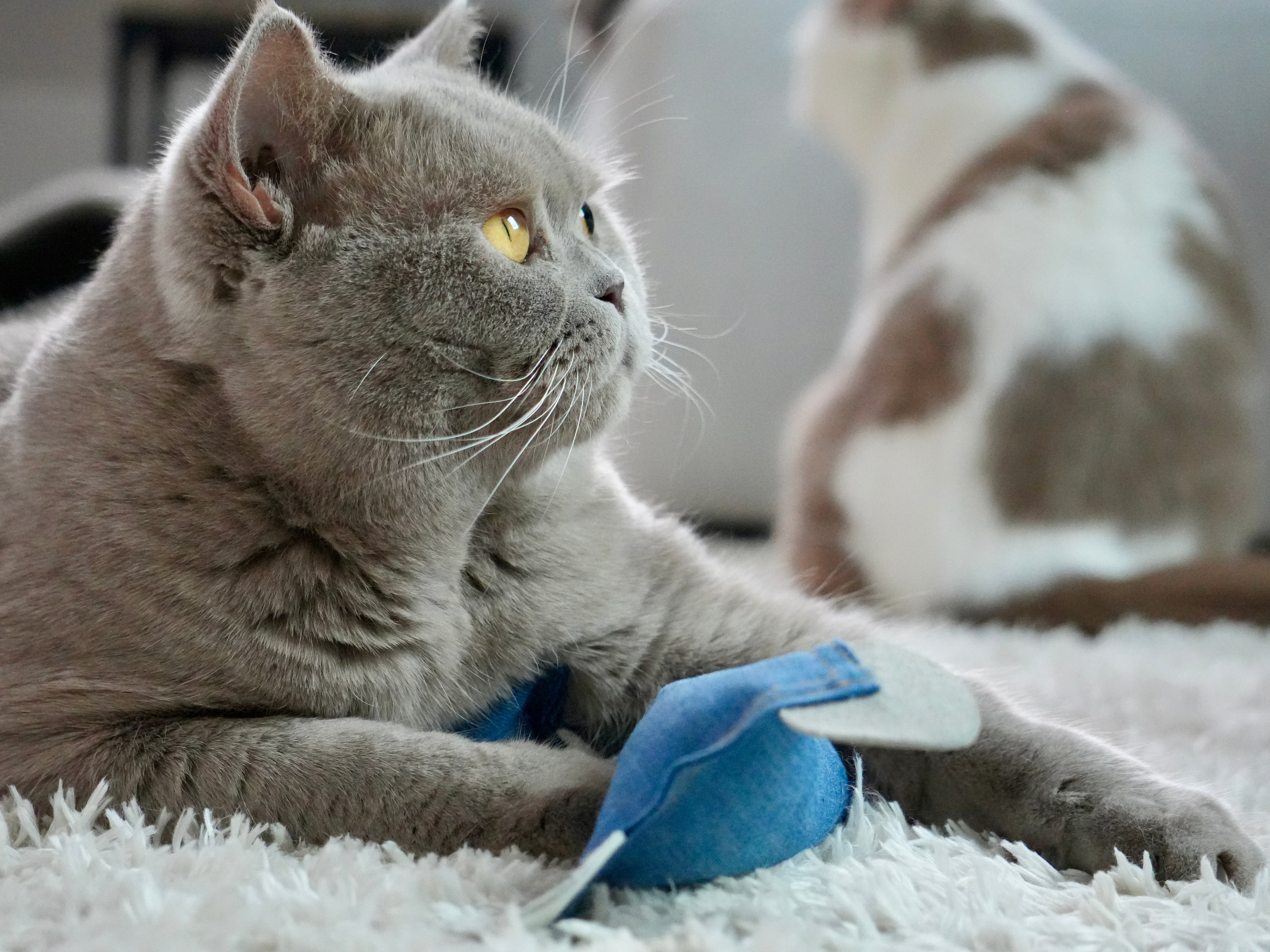kater-kasimir-maus-j-rgen-spielmaus-mit-bio-baldrian-25-cm image 6