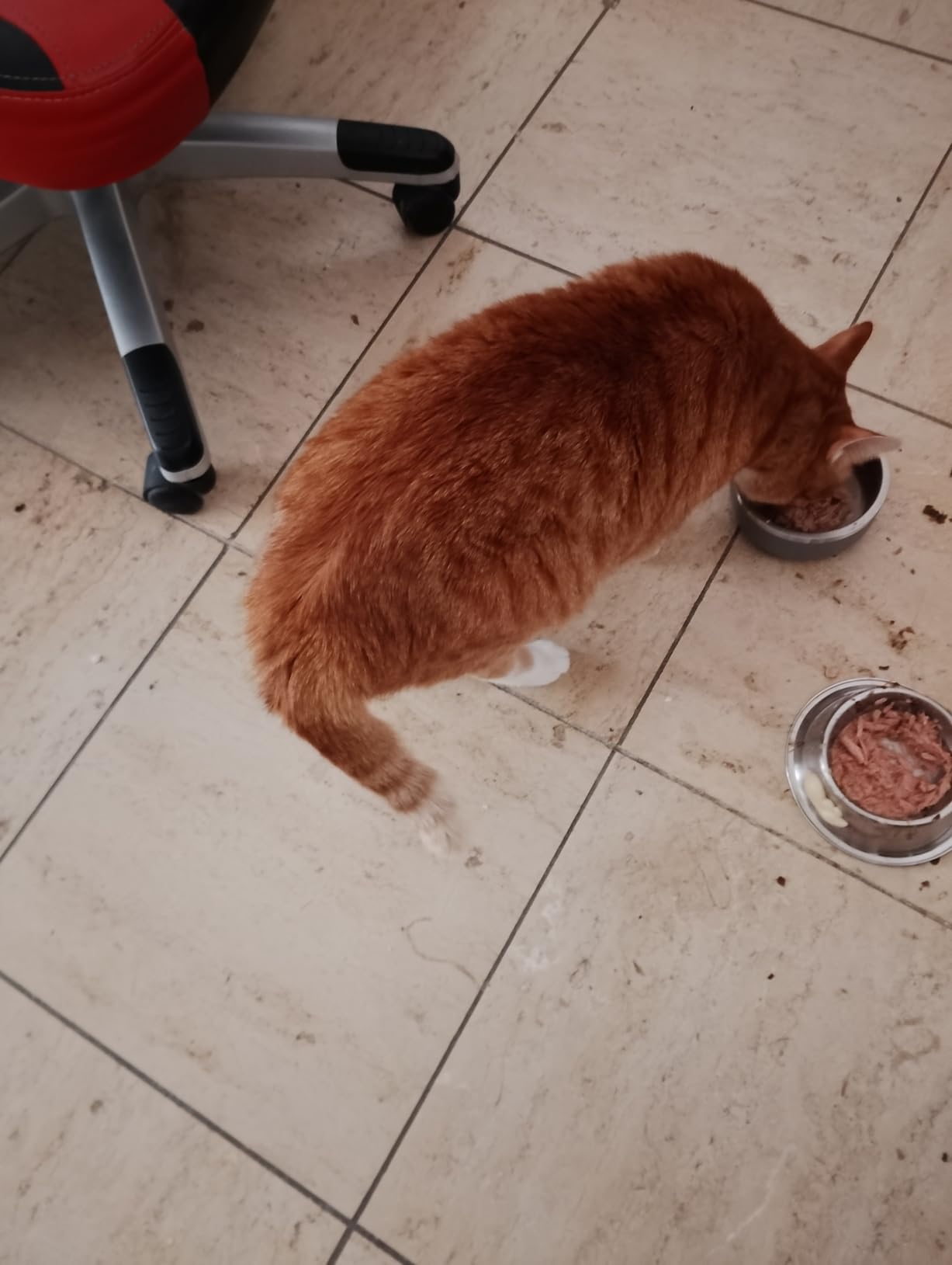 Napf in 2 Minuten leer