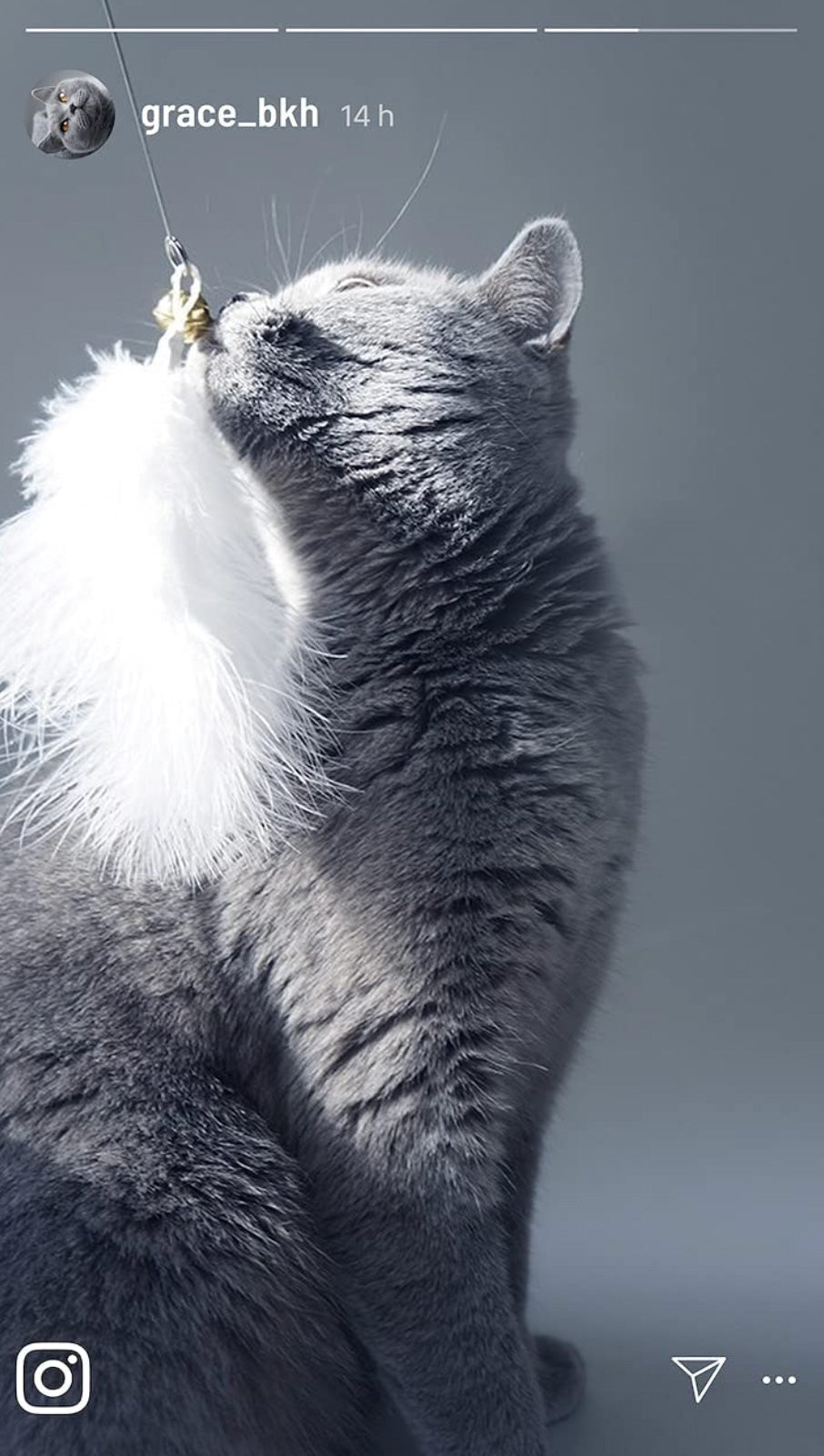 kater-kasimir-ersatzanh-nger-feder-schaffell-f-r-katzenangel image 3