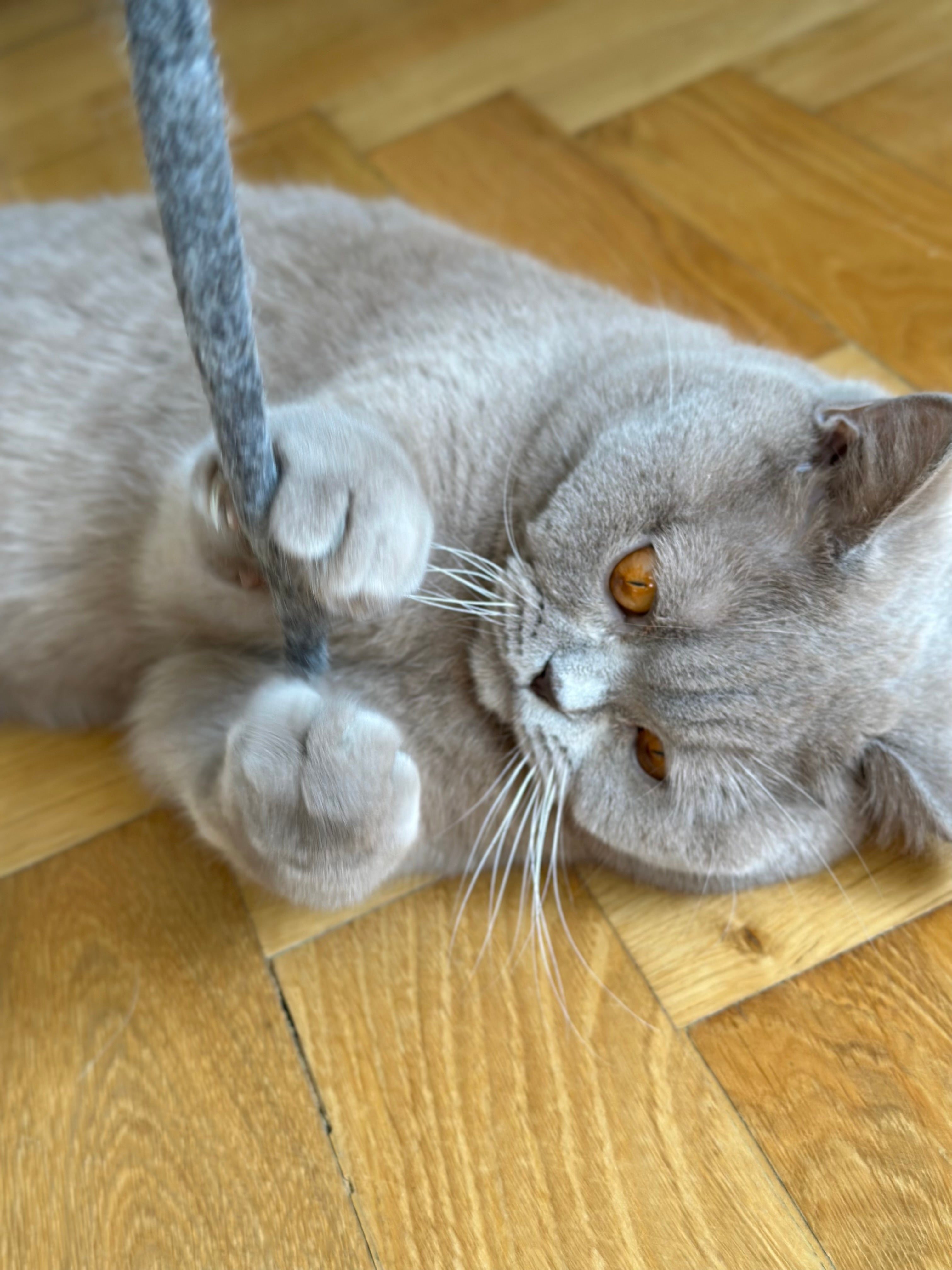 kater-kasimir-handgerollte-filzschlange-katzenspielzeug-t-rkis image 2