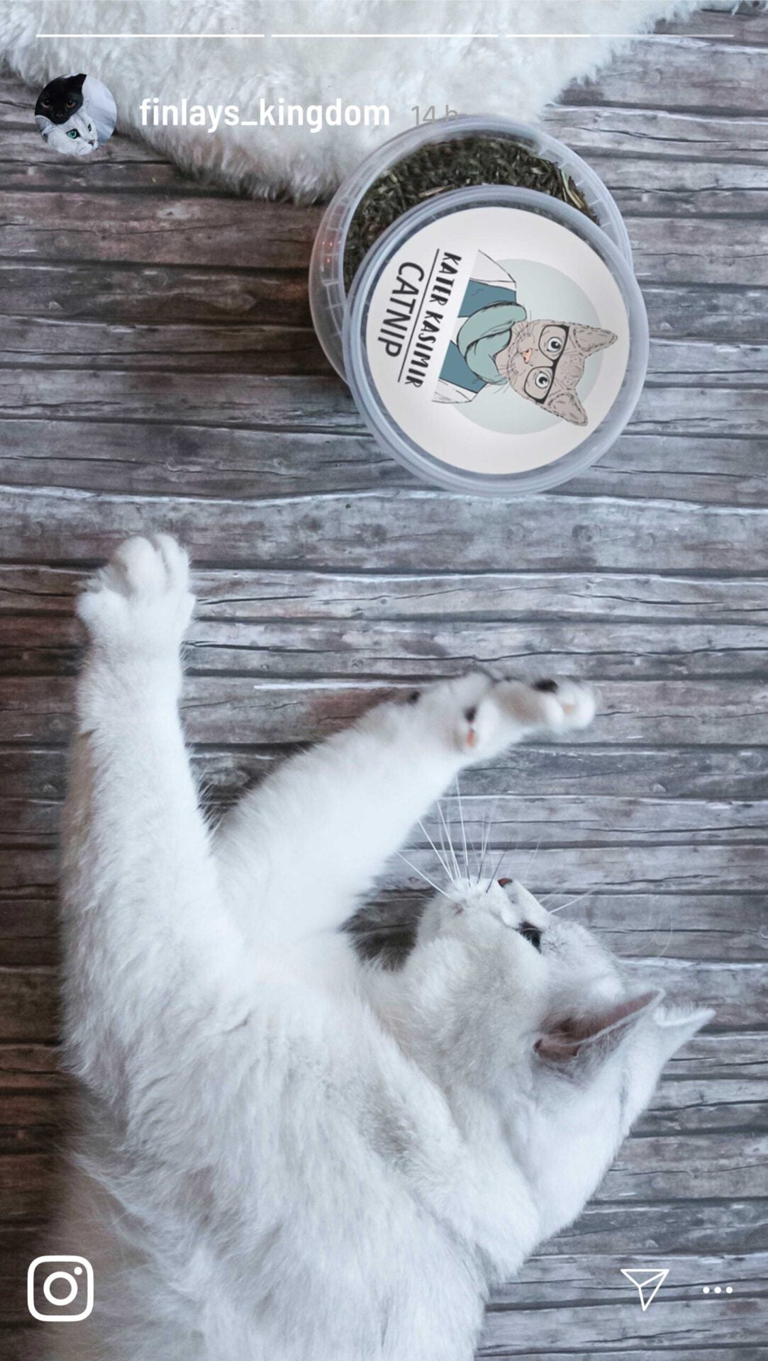 kater-kasimir-katzenminze-catnip-60g-xxl-100-bl-tter-und-bl-ten image 7