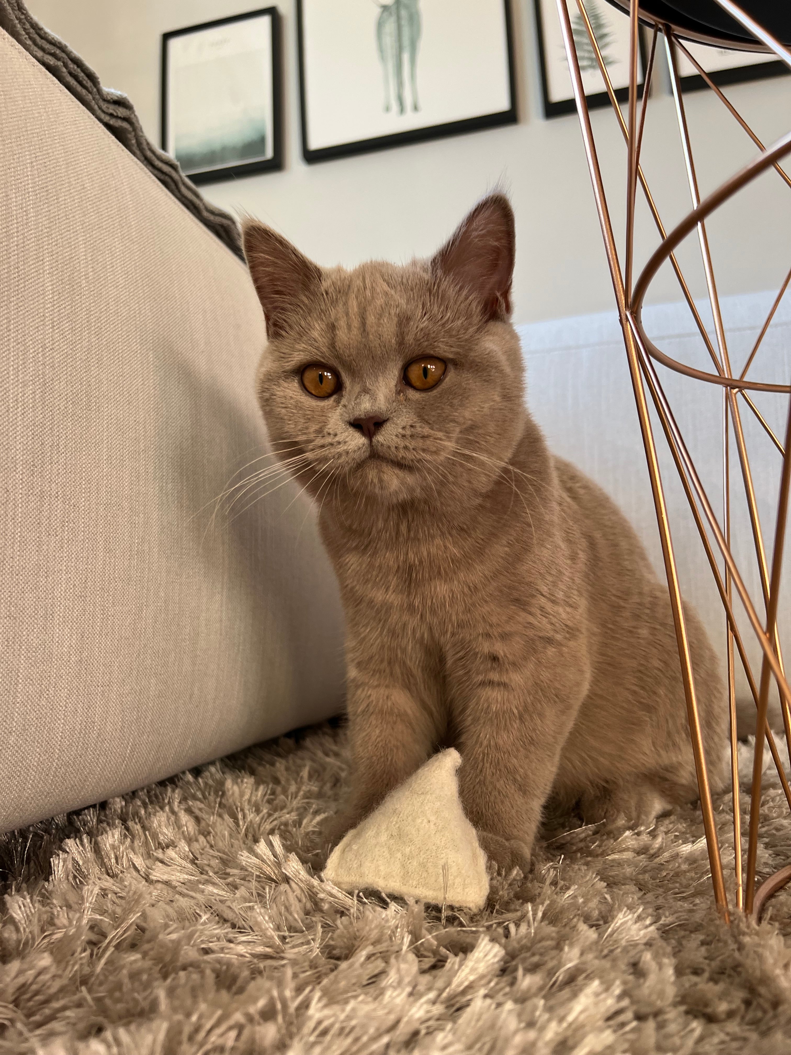 kater-kasimir-bio-baldrian-kissen-2er-set-aus-wollfilz image 2