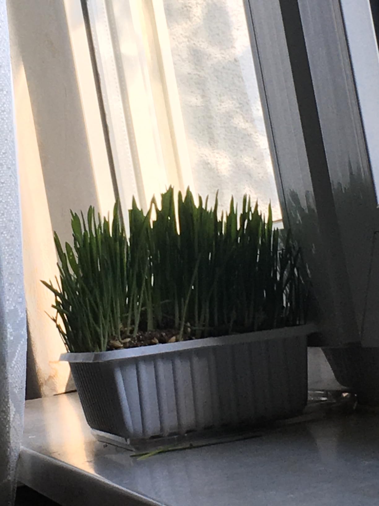 Top für Wohnungskatzen