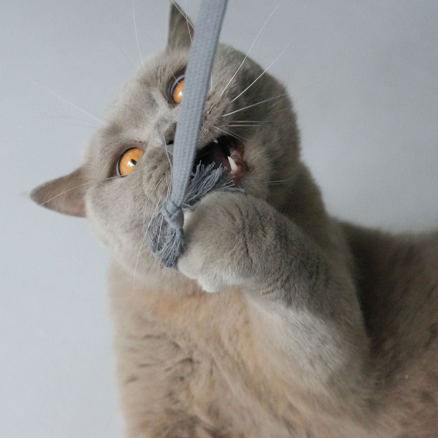 kater-kasimir-rangelangel-grau-mit-buchenstab-und-baumwollband image 2